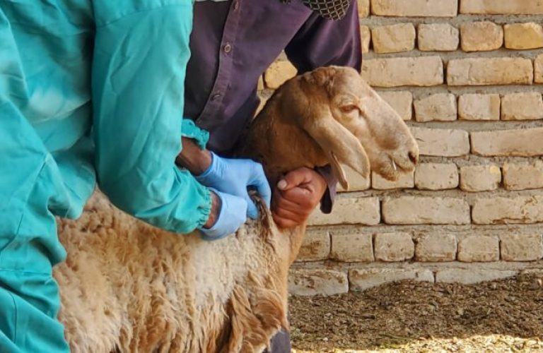 څاروي طاعون واکسین کندهار