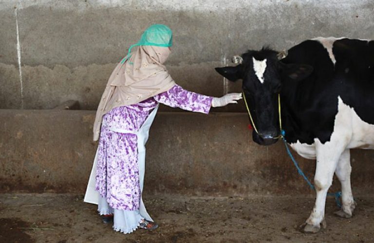 څاروي‌ لرونکې ښځې کاپیسا