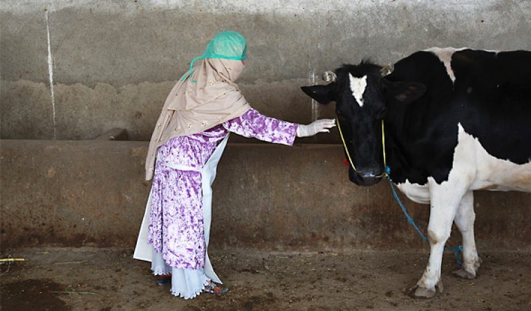 څاروي‌ لرونکې ښځې کاپیسا