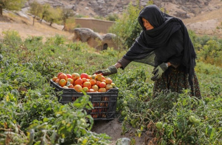 ښځه کروندګره