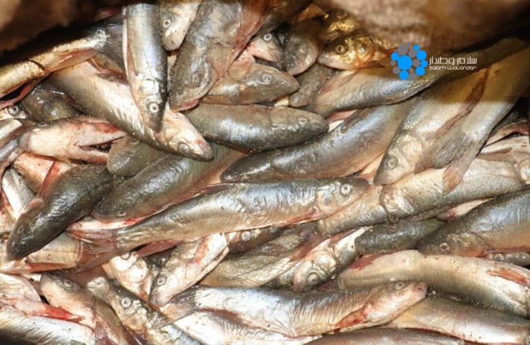 کبان-دایکندی