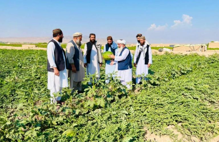 کرکیله- بزګر