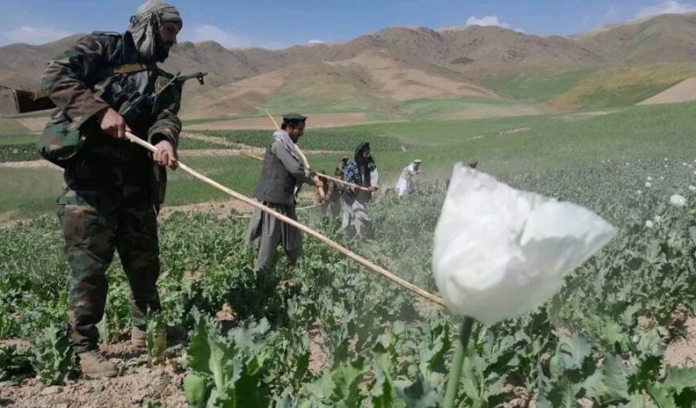 کوکنارو پر ضد مبارزه بدخشان