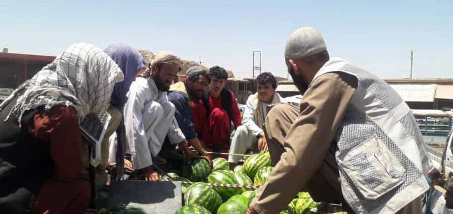 قندوزده‌گی دهقان‌لر اوشبو ولایتده تربوز بهاسی ارزان لیگیدن شکایت قیله‌دیلر