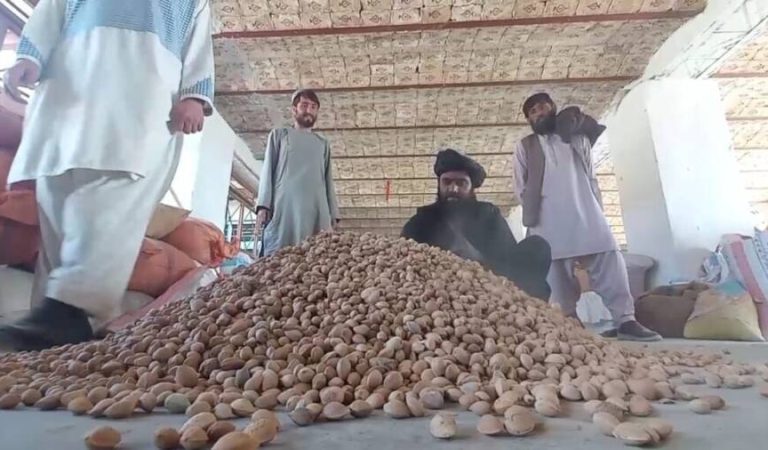 زابل ده‌گی ایکینچی‌لر: بو ییل اوتگن ییل گه قره‌گنده آلتی برابر بادام قولگه کیلتیریشی‌میز ممکن