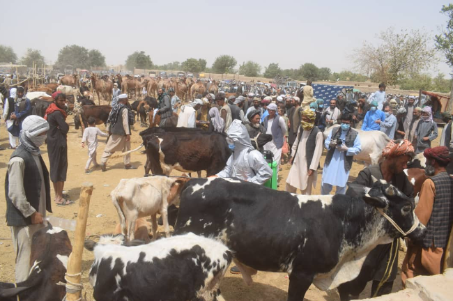 جوزجان ده کانگو کسل‌لیگی ترقه‌لمه‌سلیگی اوچون دارو سیپیش کمپاینی یولگه قوییلگن