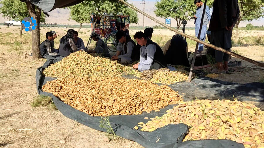 سمنگان ده‌گی باغدارلر: بادام حاصلی ۹۰ فایز گه کمه‌یگن