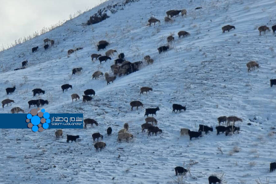 هوا ساووق‌لیگی؛ غور ده ۲۵۰۰ دن آرتیق چاروه تلف بولدی