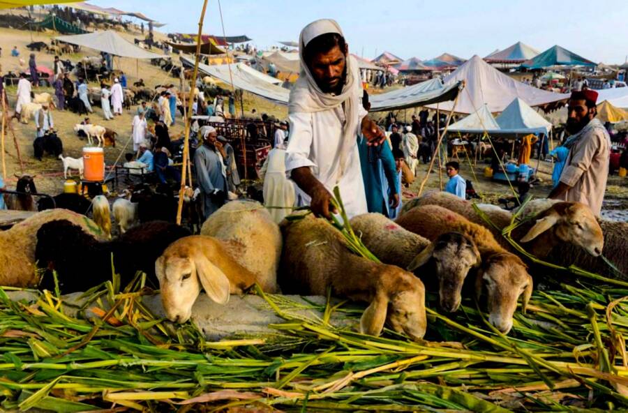 سلام‌وطندار نینگ ۳۰ عیال بیلن صحبتی؛ ۲۸ عیال قربان‌لیک قیلمسلیک‌لرینی اېتگنلر