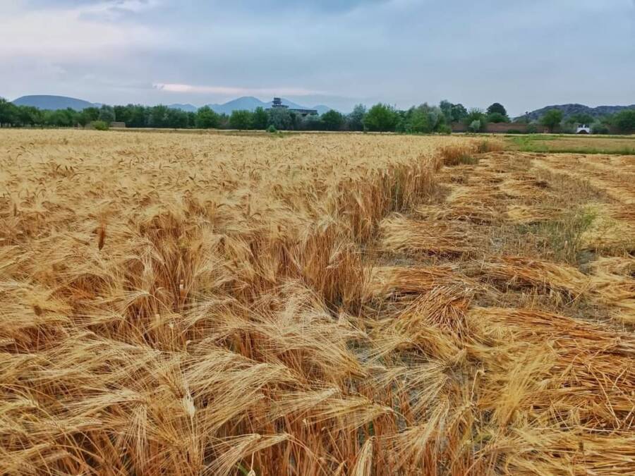 اوشبو ییل افغانستانده ۴.۸۳ میلیون متریک تُن بوغدای حاصل آلینگن