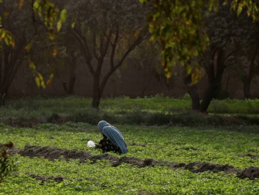 Working women of Balkh5 Working women of Balkh5