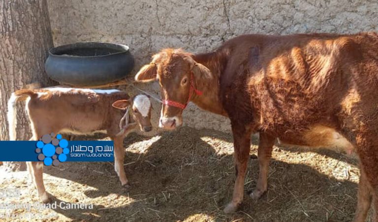 A picture of a cow in Parwan 111