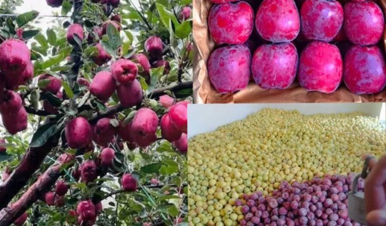 Afghan fruits and vegetables