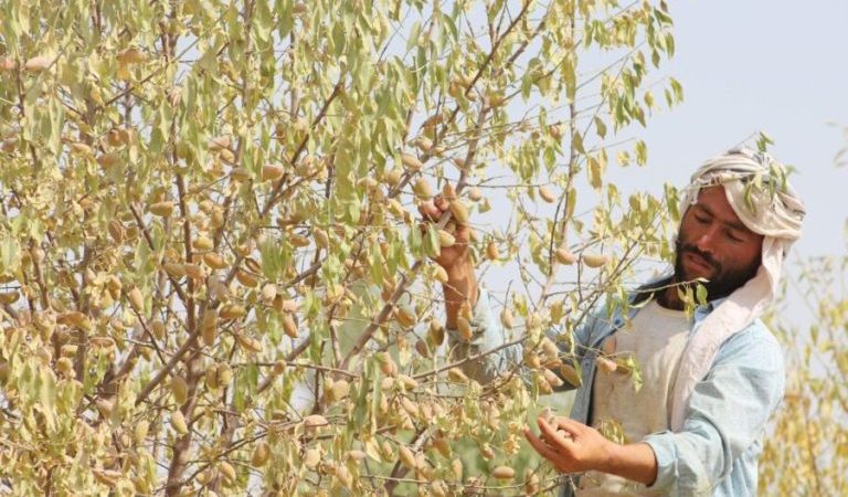 Daikundi-Almonds