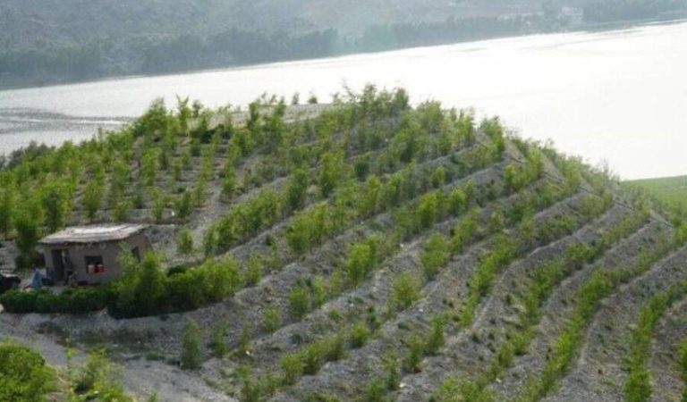 Developing jujube forests in Laghman; a green step against climate change.jpg