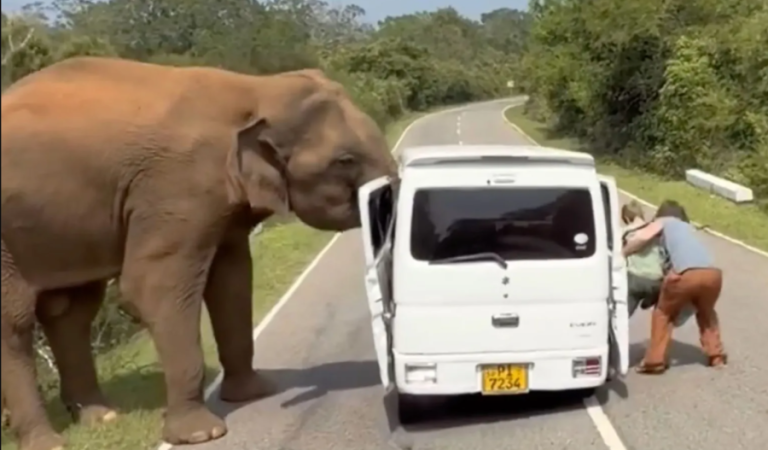 Elephant attacks Russian tourists in Sri Lanka