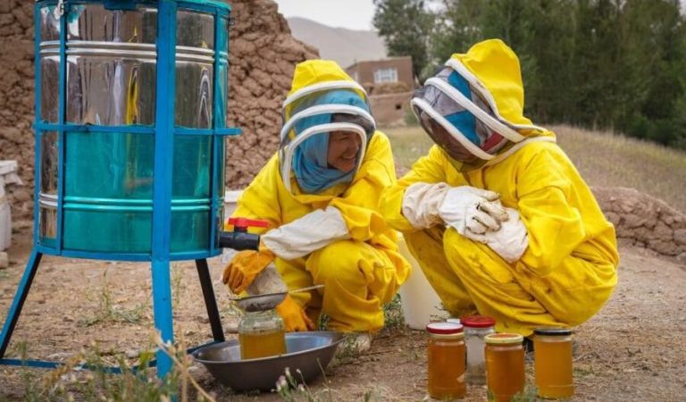 Honey-production-in-Bamyan
