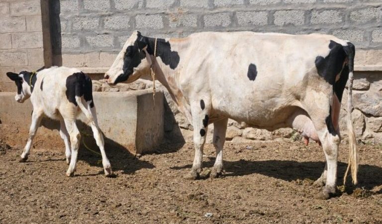 Increasing-opportunities-for-cattle-farming-in-Helmand-and-officials-inattention-2