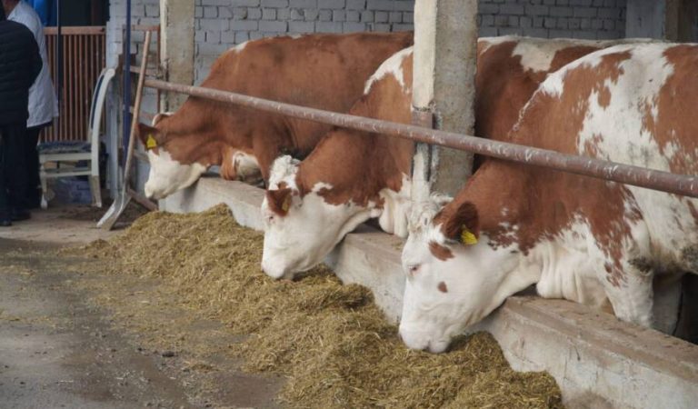 Kyrgyzstan’s Livestock Exports to Uzbekistan