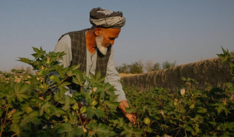 Nimruz After the Poppy The Difficult Transition to Alternative Crops