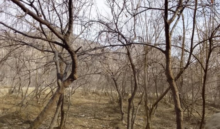 Pomegranate-growers-in-Tagab-are-optimistic-winter-snows-promise-a-fruitful-year-2