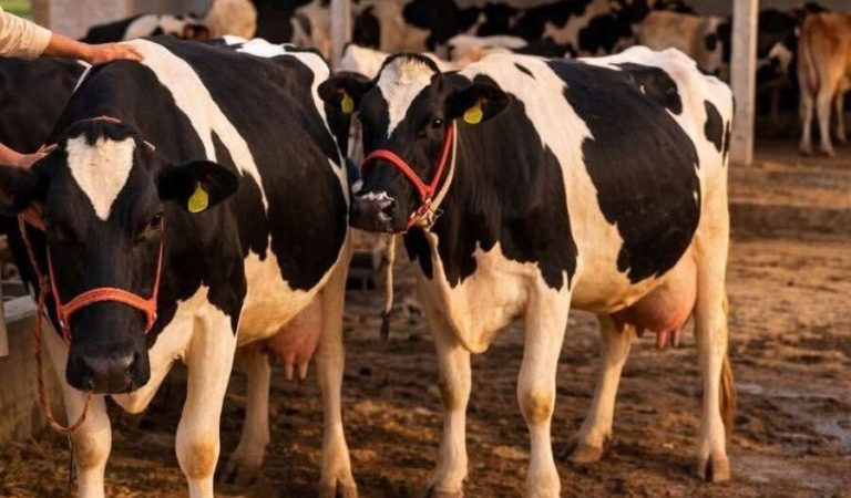 The-spread-of-mastitis-among-livestock-in-Ghazni-has-worried-livestock-farmers