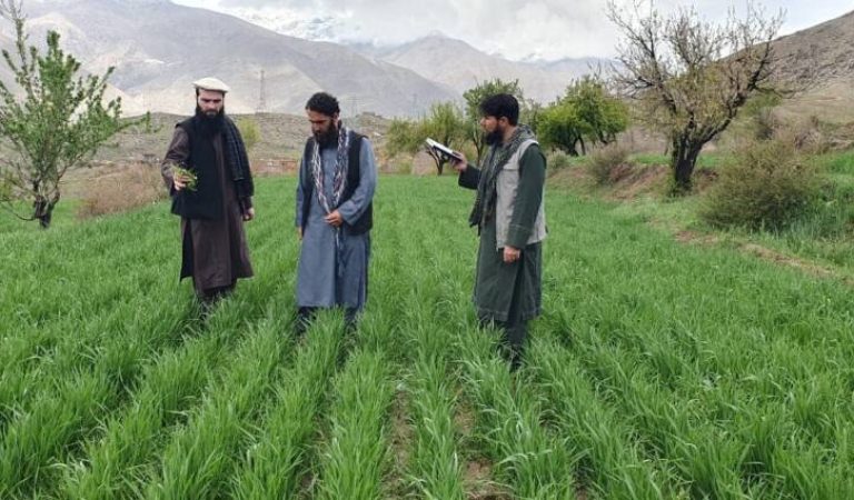 Wheat cultivation in Panjshir A step towards standard agriculture 1.jpg
