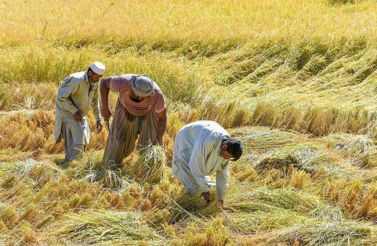 Wheat harvest