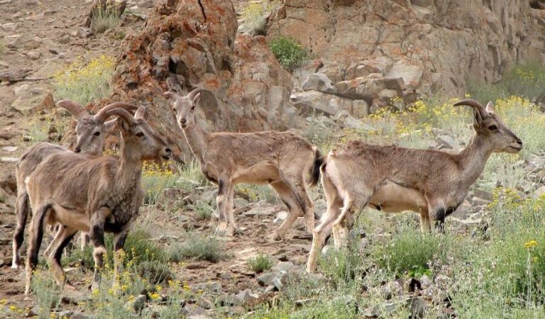 Wildlife-of-Afghanistan