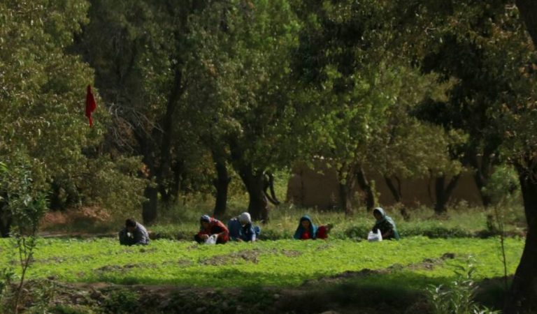 Working women of Balkh4