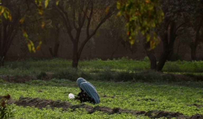 Working women of Balkh5