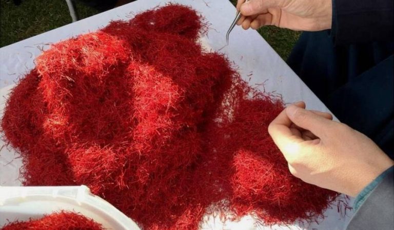 Zafaran Afghanistan2