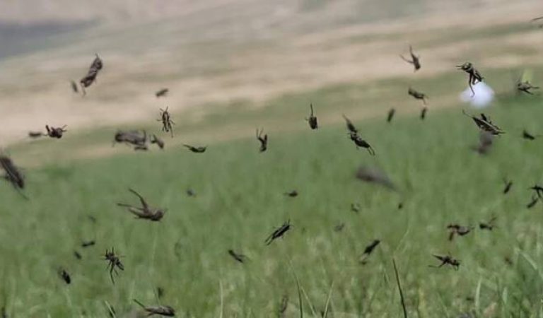chigirtka Samangan1
