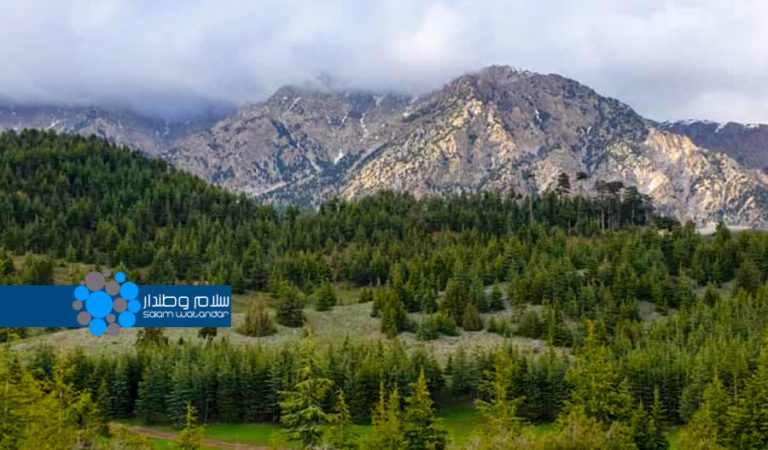 climate change has damaged forests 1