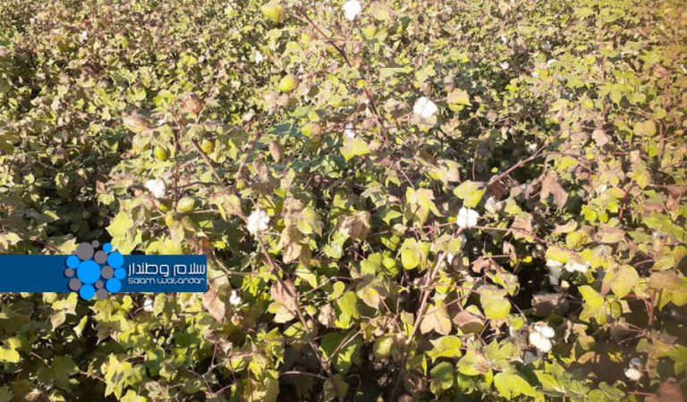 cotton planting