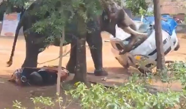 fil 1 kishini bosib o‘ldirdi