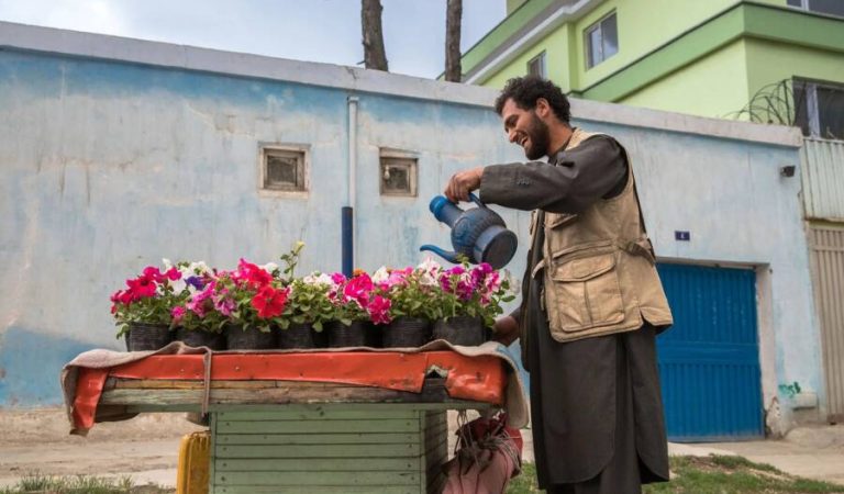 flowers cultivation.jpg