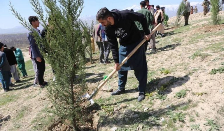 planting saplings2.jpg