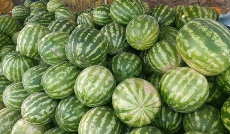 watermelon Frah2