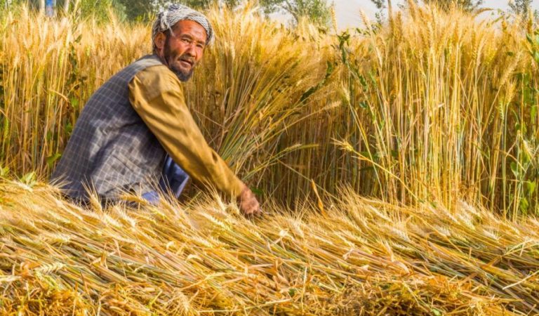 افغانستان-دهقان 1