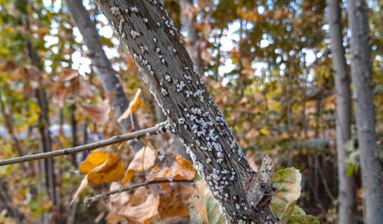 اوسیم‌لیک آفت ۲