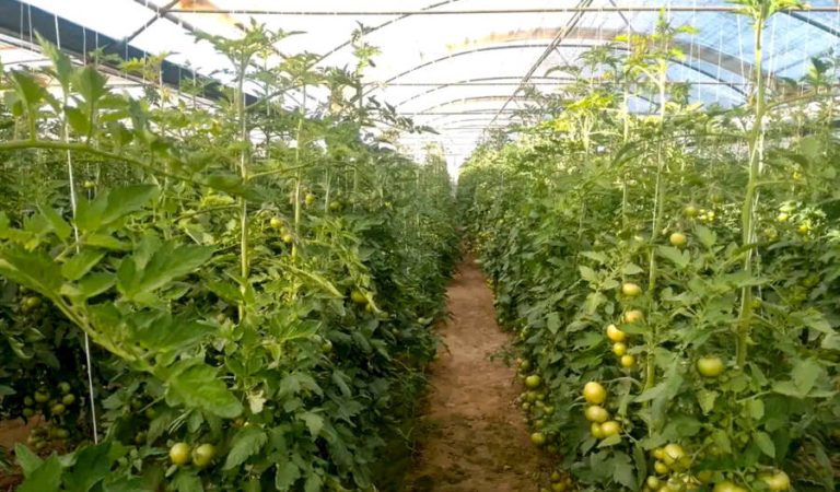 ایسیق‌خانه