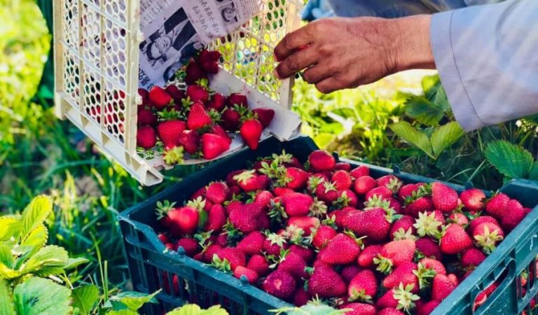 توت زمینی-قندهار1