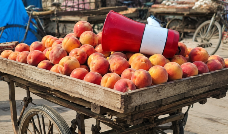 سیس افلاسلیگی
