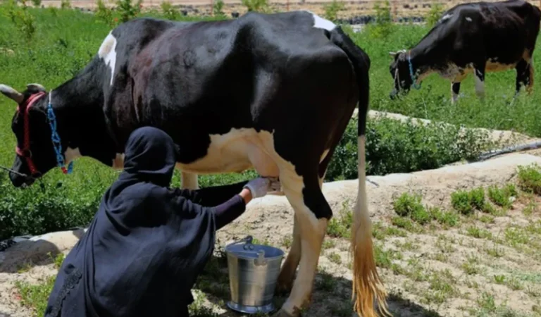 عیاللر-چاروه‌چیلیک