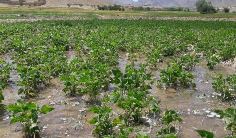 لغمان-لوبیا