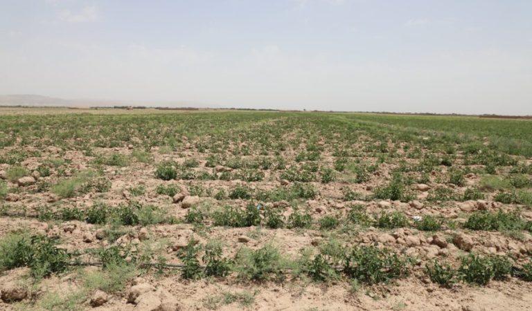 هرات-ایکینچیلیک ییر