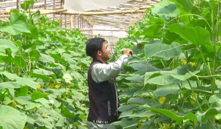 گل‌خانه-هرات