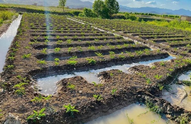 Heng cultivation