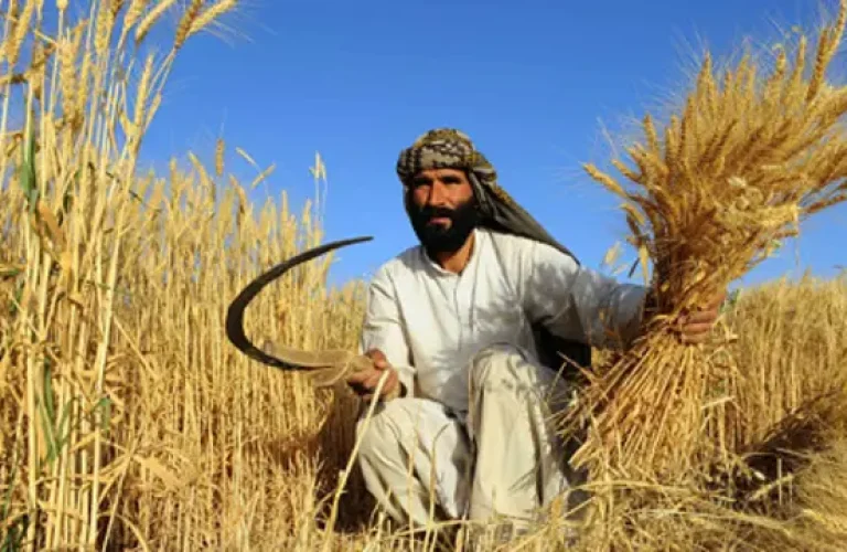 130827220330_afghanistan_agriculture_464x261_afp.jpg